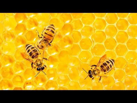 Video: 6 Kodin Korjaustoimenpiteitä Mehiläispisteille
