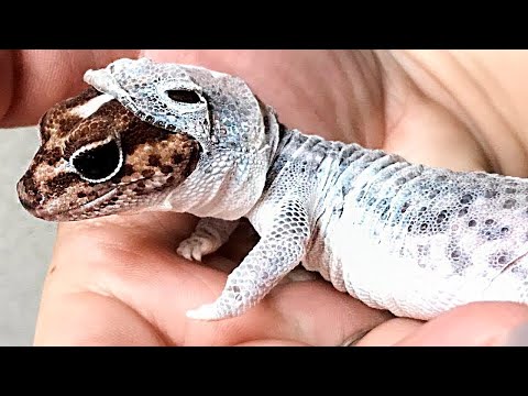 უყურეთ! როგორ იცვლიან კანს სხვა და სხვა ცხოველები