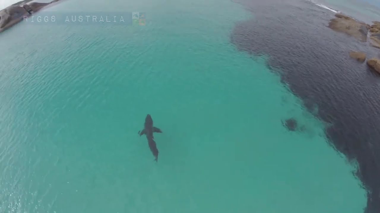 huge-great-white-in-shallow-water-youtube