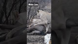 Download Lagu Selain Harimau, Singa Juga Ada Bewarna Putih @BelajarBersamaMutiara MP3