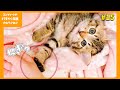 眠りにつくまで手をつないでいてほしい子猫　コンクリートの隙間から保護した子猫【子猫保護15日目】【#きじとら兄弟成長記録】さくらさんちゃんねる