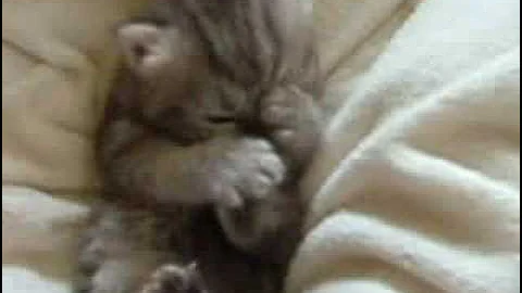 3 weeks old Exotic Persian