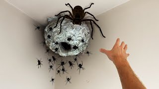why did I touch the SPIDER nest...