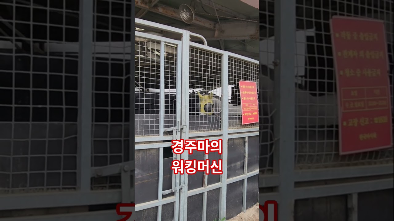 경주마의 워킹머신