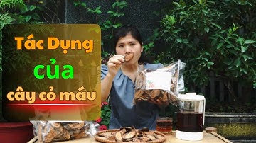 Cây Cỏ Máu Có Tăng Cân Không? - giá cỏ máu 90k/1kg