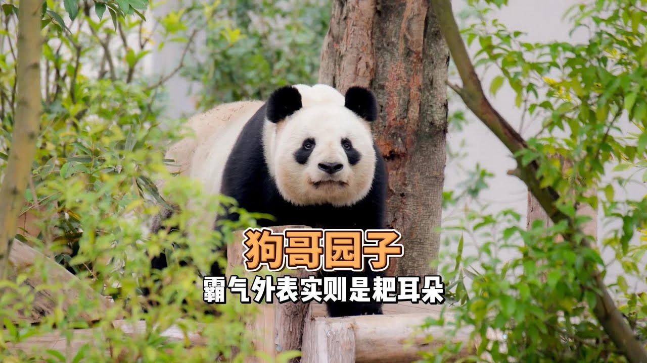 没想到小时候狗哥园子也是从小伙伴嘴里抢食的小熊，也是把小狗家族抢食祖传手艺发挥的淋漓尽致。