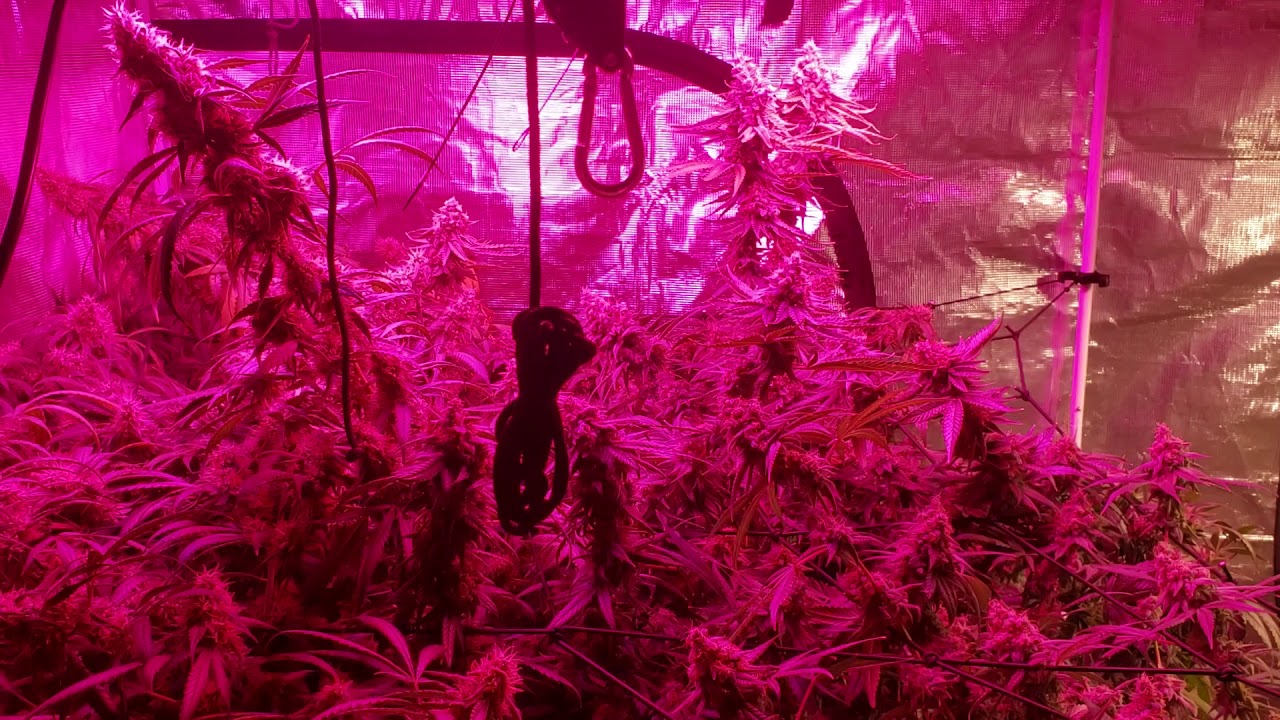 Bestva 2000w  n 315 cmh grow weeks 8and 4