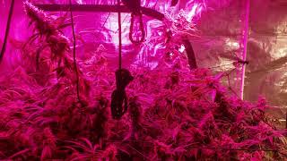 Bestva 2000w  n 315 cmh grow weeks 8and 4