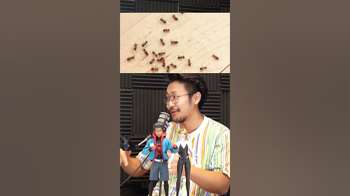 Why You Shouldn't Kill Ants!