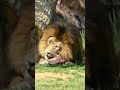 شاهد كيف يأكل الاسد في حديقة الحيوان