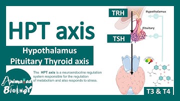 HPT axis |  Hypothalamus Pituitary Thyroid axis |  Regulation of thyroid hormone