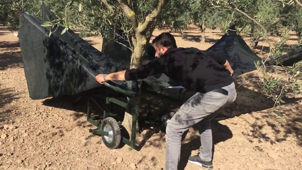 Zeytin toplama makinası