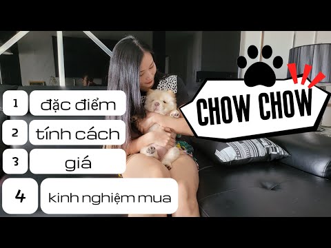 CHÓ CHOW CHOW - HÀNH TRÌNH ĐÓN THÀNH VIÊN MỚI | Review | MIMI OFFICIAL