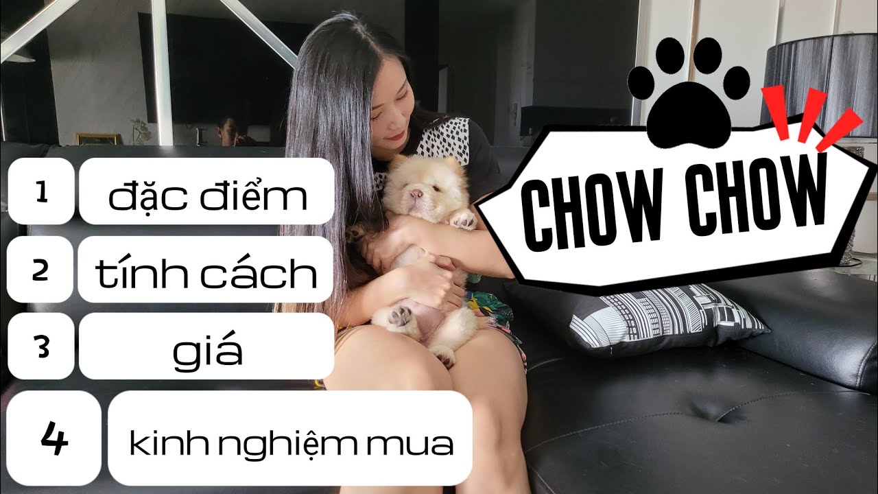 Chó Chow Chow - Hành Trình Đón Thành Viên Mới | Review | Mimi Official