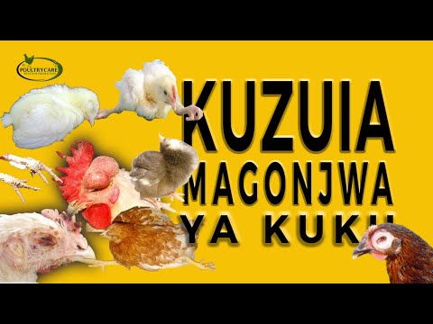 NAMNA YA KUZUIA MAGONJWA KWA KUKU (BIOSECURITY)