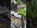 DIY water turbine #shortsfeed #shorts #water#falls #relax