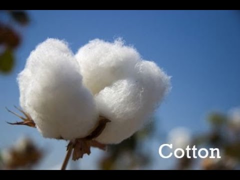 INT160 Natural Fibers Cotton