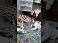 #chhoti si pyari si nanhi si I koi pari#cutebaby ❤️❤️ mashallah
