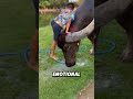 Buffaloes are too big to be pets#animals #funnyanimal #funny #cute #buffalo