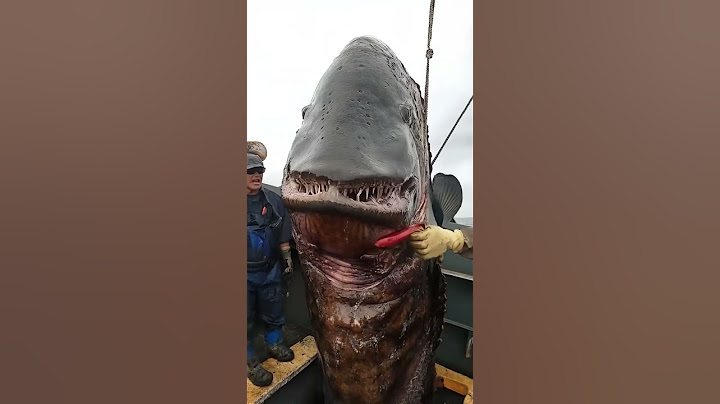 STOP Ignoring These Mysterious Sea Creatures!