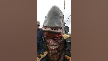 Thumbnail of STOP Ignoring These Mysterious Sea Creatures!