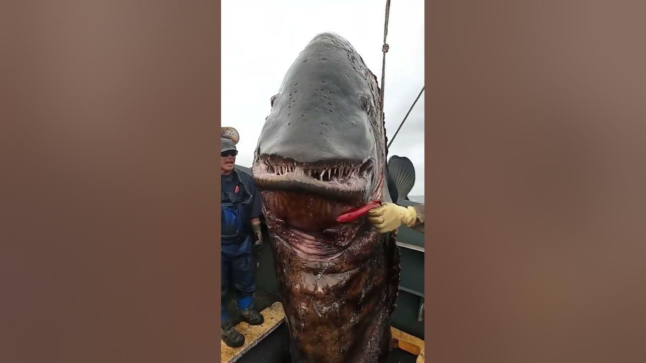 STOP Ignoring These Mysterious Sea Creatures!