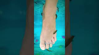 Fish Pedicures 🤔 (explained)