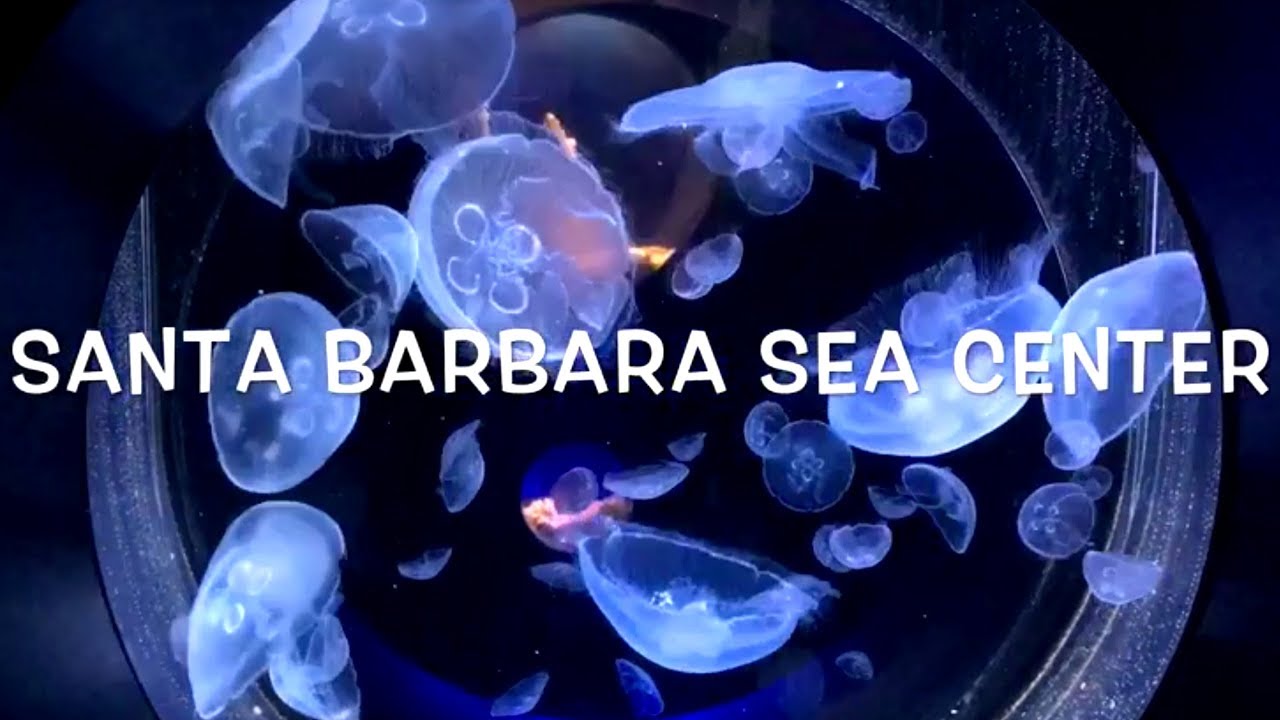 Santa Barbara Pier Sea Center Jellyfish YouTube