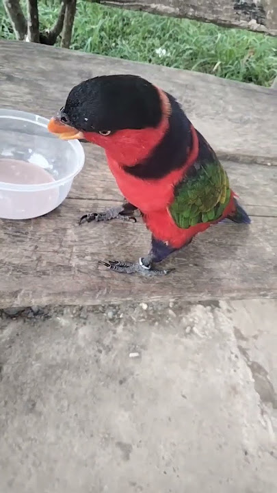 nuri kepala hitam pintar ngomong #paruhbengkokindonesia  #burung nuri #burungunik #burungkicau