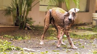 Dog's rescue from severe skin Disease, wounds full of maggots, and hematoma