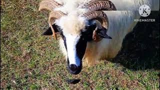 Nicholas with his sheep 2025. @FotografvideoRomânia #subscribe #viralvideo #românia #likeforlikes