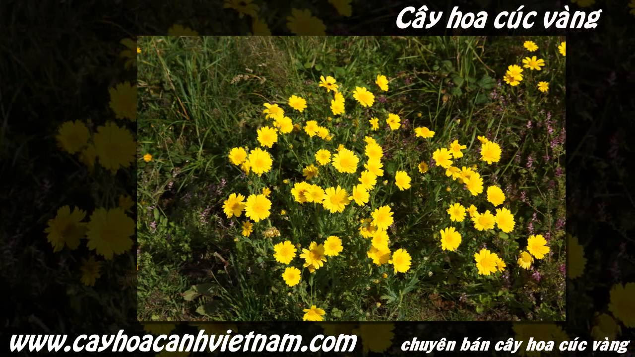Hình ảnh cây hoa cúc vàng - youtube