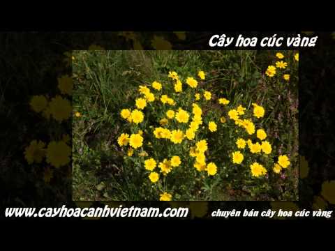 Video Hình ảnh cây hoa cúc vàng - youtube