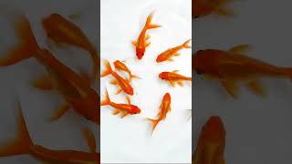 Cat Games: Goldfish Aquarium! (Videos for Cats to Watch) screenshot 3