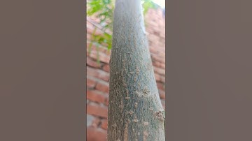 how to create nature video. #explore #viral #trending #nature