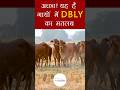 अच्छा! यह है गायों में DBLY का मतलब | Kamdhenu Gaushala| Information | shorts | #cow #milk