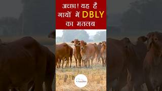 अच्छा! यह है गायों में DBLY का मतलब | Kamdhenu Gaushala| Information | shorts | #cow #milk