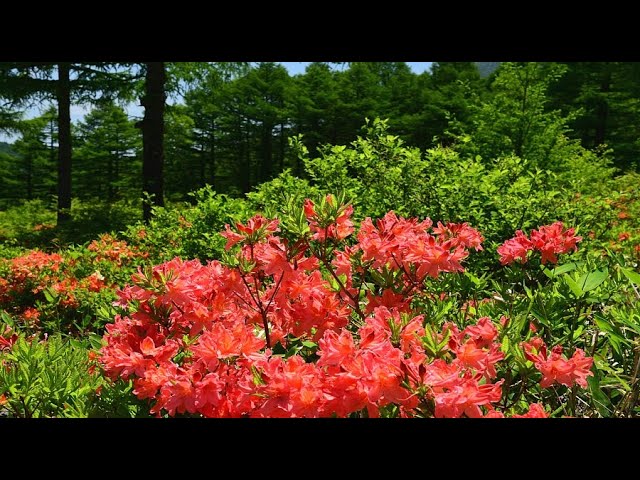 レンゲツツジの花が咲き誇る湯の丸高原 4k Youtube