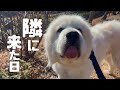 お散歩を知らなかった大きな男の子の1日 Vol.475