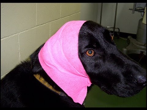 वीडियो: एक डॉक्टर से पूछें: मेरा कुत्ता थंडर से क्यों डरता है और मैं क्या कर सकता हूं?