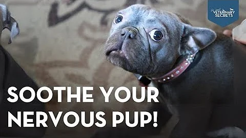 Helping Your Anxious Dog Feel Better With Natural Methods