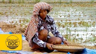 Sulawesi (Indonesia) | Documentary