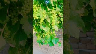 My garden#garena  #reels #viral #beautiful #angoor
