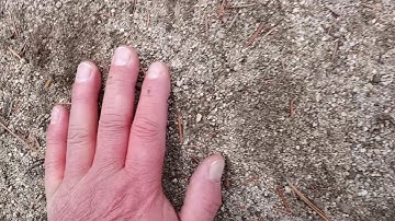 "Sasquatch Interior B.C." "This is fresh ..this is Sasquatch!