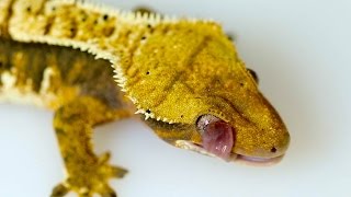 SLOW MOTION Crested Geckos Licking Their Eyes IN HD!!