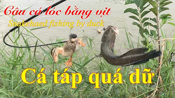 Câu cá lóc bằng vịt: snakehead fishing by duck | bầy lòng ròng con lớn...cá quá hung dữ ..!!