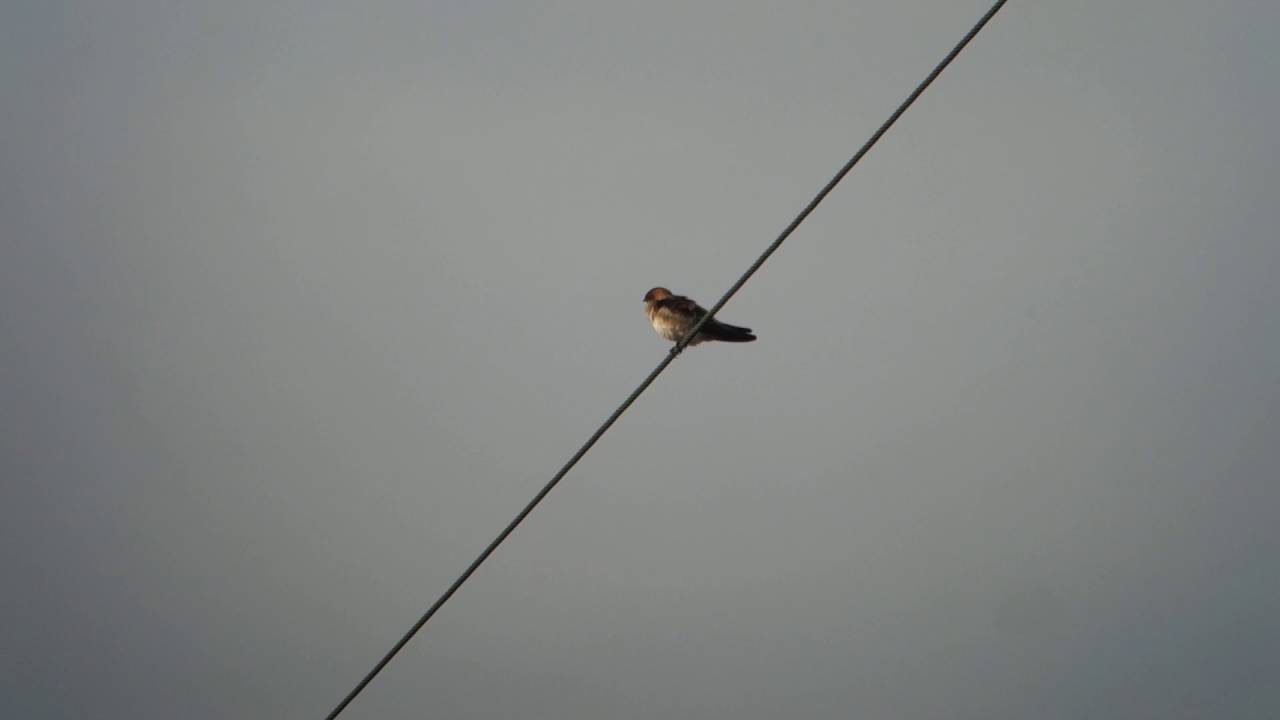 Cliff Swallow, Porth Hellick, Scilly, 070916