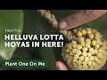 Largest hoya collection tour at nong nooch tropical garden thailand  ep 147