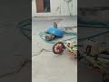 Funny Game With Brother #trending #cat #shortvideo #lifeisbutadream #funny #animal