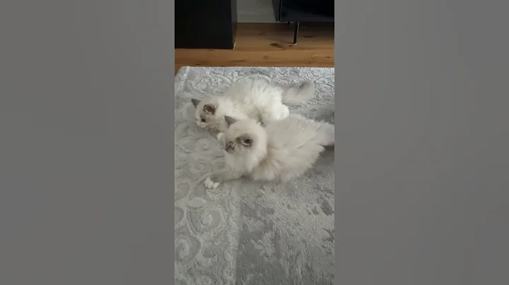 Video 11816891: cat kitten, fight